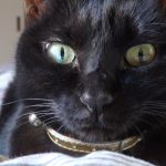 日田　黒猫　ネグロ　猫