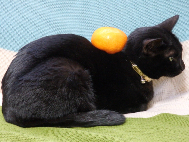 黒猫ネグロミカン
