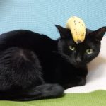 ネグロ黒猫バナナ