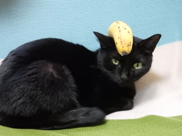 ネグロ黒猫バナナ