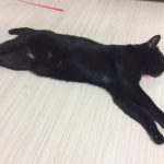 黒猫　プーマ　猫日田ネグロ