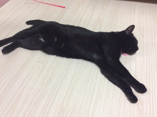 黒猫　プーマ　猫日田ネグロ