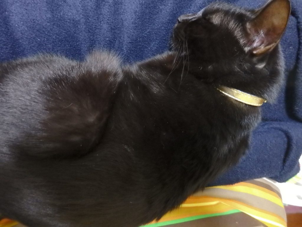 黒猫ネグロ