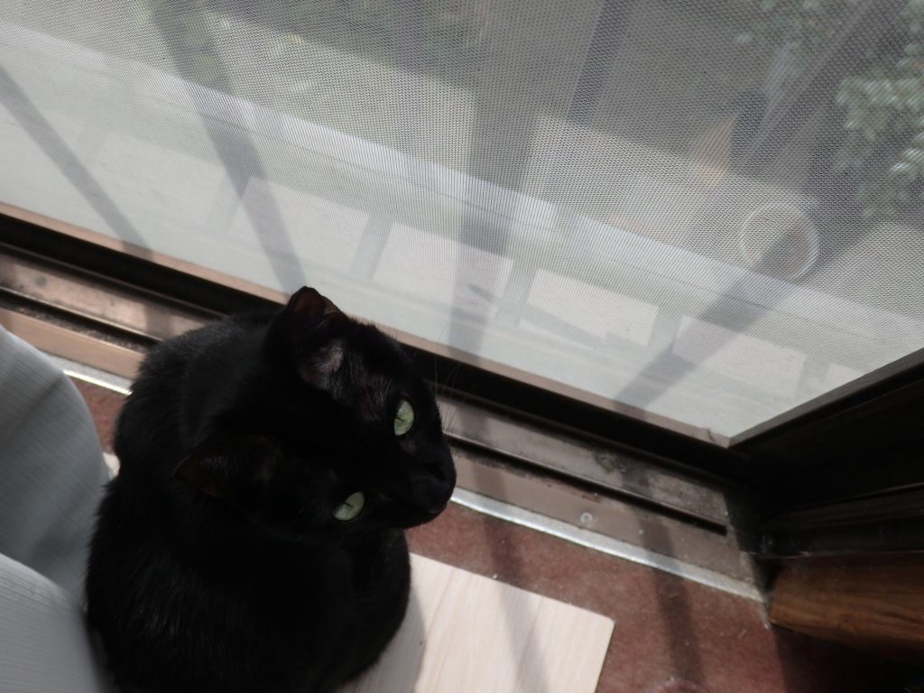 黒猫　ネグロ