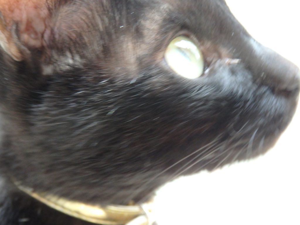 黒猫ネグロ