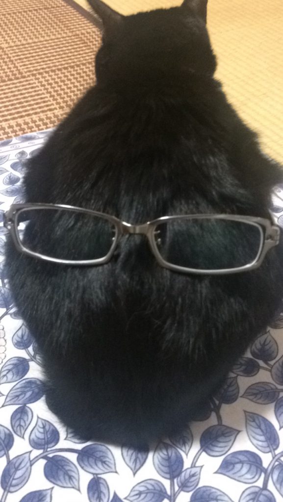 眼鏡　猫